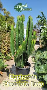 Image result for Euphorbia jubata