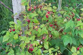 Raspberry canes should be planted in rows about 45cm apart and in rows of about 2metres apart. How To Grow An Endless Supply Of Raspberries And Blackberries