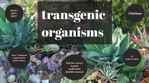 The transgene may either be a different version of one of the organism's genes or a gene that does not exist in their genome. Selah Aponte Transgenic Organisms By Cosmokinetic