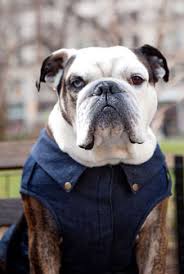 Expert Tips For Finding Coats To Fit Your Dog