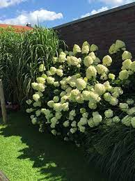 Good massed, as a hedge, in containers or as a cut flower. Hydrangea Paniculata Limelight Limonenfarbene Rispen Hortensie Gunstig Kaufen