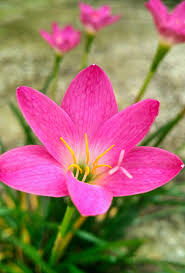 Image result for Zephyranthes minuta