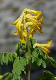 Image result for Corydalis