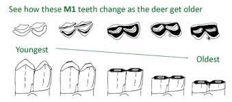 zooarch page 3a schoolscience co uk