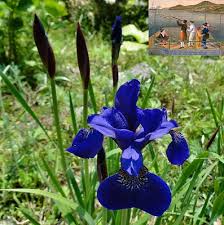 Image result for Buchnerodendron lasiocalyx