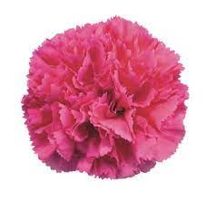 Maybe you would like to learn more about one of these? Hot Pink Carnations Carnation Wedding Flowers Bulk Flowers Flowers Near Me Carnation Wedding Flowers Hot Pink Flowers Bridal Bouquet Hot Pink