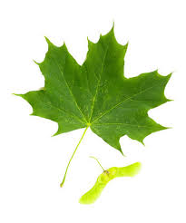 Advertisement about samaras a samara is a pair of connected, winged seeds. Maple Tree Acer Platanoides Leaf With Fruit Samara Plants And Nature Flora Fauna Indivstock