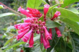 Image result for Cestrum