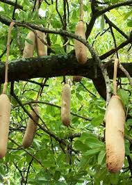 Image result for Kigelia africana