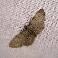 Image result for Hereroa glenensis