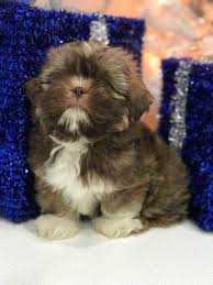 Since you will cut these tablets in 1/4 pieces to start your puppy out on, it is really much more than a month's supply! Rare Chocolate Imperial Shihtzu Puppy For Sale Tiny Paws