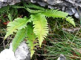 Image result for Lonchitis