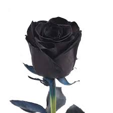 The flower has dark green leathery foliage with green leaves. Amazon Com Farm Fresh Natural Tinted Black Roses 20 In 100 Stems Grocery Gourmet Food