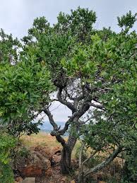 Image result for Strychnos pungens