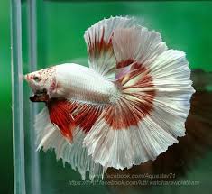 Type Of Betta Fish If You Are Like Me And Have A Strong Passion For Freshwater Aquariums You Have Probably Considered Incorp Betta Fish Betta Betta Fish Tank
