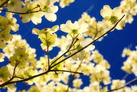Here are 10 easy to grow shrubs with beautiful bright yellow flowers. Eastern Flowering Dogwood Tree Cornus Florida Stock Photo Picture And Royalty Free Image Image 2940057