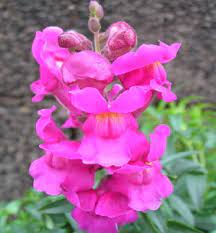 Snapdragon Antirrhinum Majus Seed Oil Characterization Of Fatty Acids Bioactive Lipids And Radical Scavenging Potential Sciencedirect