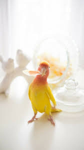 Pin On Parrot