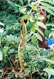 Image result for Markhamia tomentosa