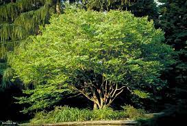 The american hornbeam exhibits no serious insect or disease problems. American Hornbeam Trees For Sale The Tree Center