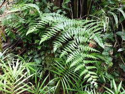 Image result for Blotiella glabra