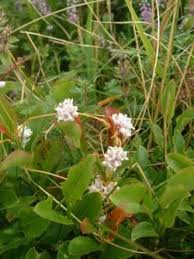 Image result for Cuscuta hyalina