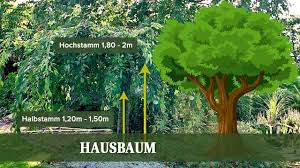 Gartenbäume werden von jahr zu jahr schöner und verleihen jedem garten einen ganz eigenen charakter. Baume Raritaten Fur Den Garten Entdecken Und Gunstig Kaufen Pflanzmich De