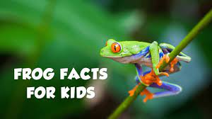 Tree frogs have sticky disks on the tips of their fingers and toes. Cool And Interesting Frog Facts For Kids Yowie World