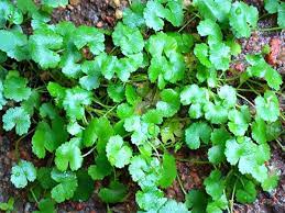 Pin Di Informasi Seputar Tanaman Berkebun