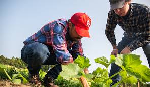 Why should you start gardening? How To Prepare Your Garden Tips From Scc S Agriculture Department Scc News