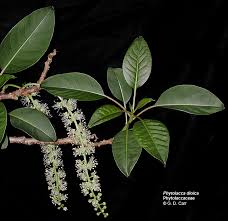 Image result for Phytolaccaceae