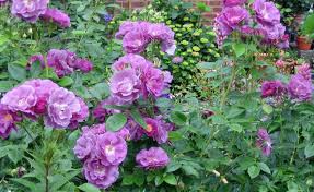 Wenn sie ein gartenhaus kaufen, kommen sie in den genuss zahlreicher vorzüge. Blaue Rosen Die Besten Sorten Mein Schoner Garten