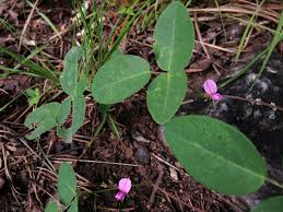 Image result for Galactia