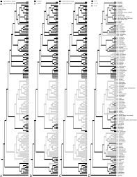 Image result for Lotononis stipulosa