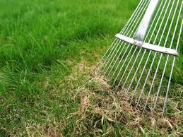 When we dethatch (remove thatch from your yard), we'll use vertical mowers, and power rakes that work perpendicularly to your soil to pull up thatch. Is Thatch Chocking Your Lawn Check Before Your Lawn Suffers Ng Turf