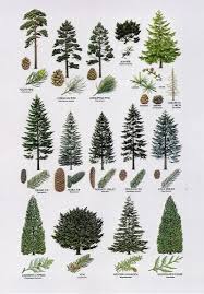 Pin By Devona Sayler On Fall Of Pinecones Trees To Plant