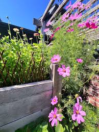 Image result for Cosmos