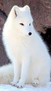 Free Arctic Fox Wallpaper For Your Phone Pets Animals Wallpaper Wallpapers Android Iphone Artic Fox Bayi Hewan Lucu Bayi Anjing Binatang Buas