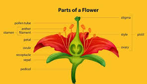 Female parts of a flower for kids. Pollination Kids Growing Strong