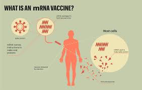 While their body builds immunity, it is. Covid 19 Vaccines Infographic Overview Features Nature Middle East