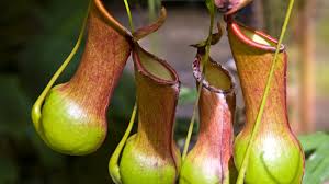 Explore the amazing world of plants with our interesting range of fun plant facts for kids. Plant Facts And Photos Plants Nature Eden Channel