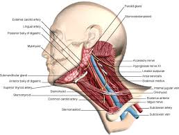 It makes up the whole basis of dental anatomy. Anatomy Of Throat Anatomy Drawing Diagram