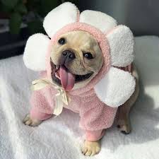 Dog Cat Flower Costume Sweatshirt Hoodie Pink Pullover Flora Etsy In 2020 Dog Sweatshirt French Bulldog Puppies French Bulldog