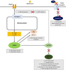 The inhibition of mitochondrial complex i results in defective camp. Frontiers Metformin And Autoimmunity A New Deal Of An Old Drug Immunology