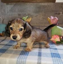 Visit us now to find your dog. Summer Breeze Kennels Indiana Cocker Spaniels Dachshunds Shetland Ponies Breeder Sales Puppies