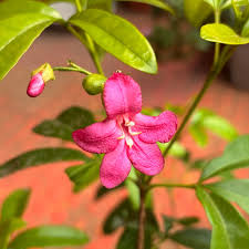 Image result for Rourea coccinea