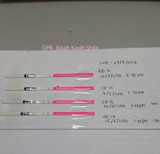 Percuma ebook panduan lengkap cara guna opk. Bbt Opk Dan Ovulasi