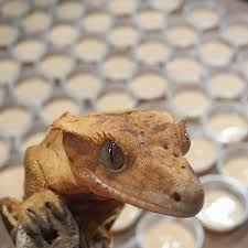 Be sure to read the list of foods that are considered safe for crested geckos. Best Crested Gecko Food Gecko Diets Insects Zoo Reptilia