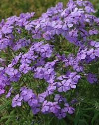 Apple varieties that can be grown in. 22 Pennsylvania Perennials Ideas Perennials Plants Perennial Garden