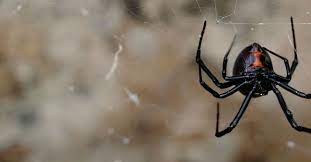 The acid kills bacteria and viruses, by chemically changing the proteins and fats that. How To Get Rid Of Black Widows Control Prevention Guide